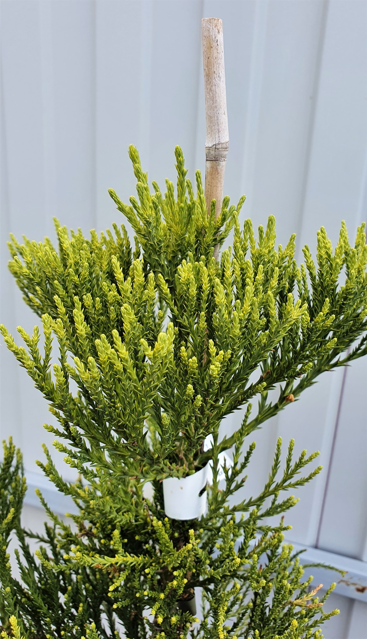 Секвойя гигантская Vida Magical Mistery sequoia giganteum