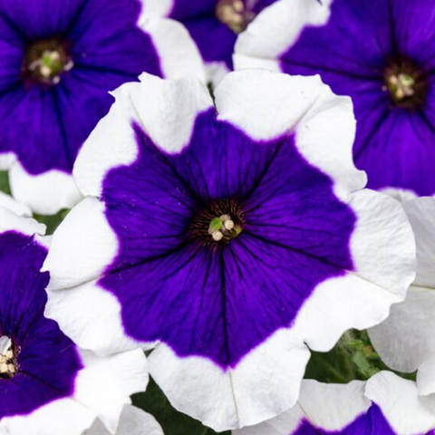 32373 Петуния CRAZYTUNIA BLUE PICOTEE (ОСЕНЬ 2025)