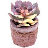 Эхеверия Кубик Фрост Вариегата (Echeveria Cubic Frost Variegata) — основное фото живого растения
