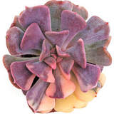 Эхеверия Кубик Фрост Вариегата (Echeveria Cubic Frost Variegata) — фото растения сбоку