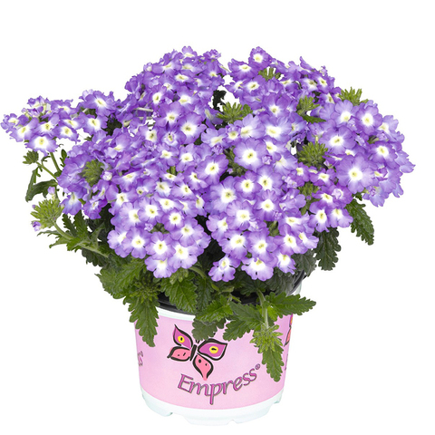 1580 Вербена Empress Flair Blue Charme (Весна 2026)