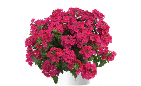 1560 Вербена VANESSA COMPACT Neon Pink (Весна 2026)