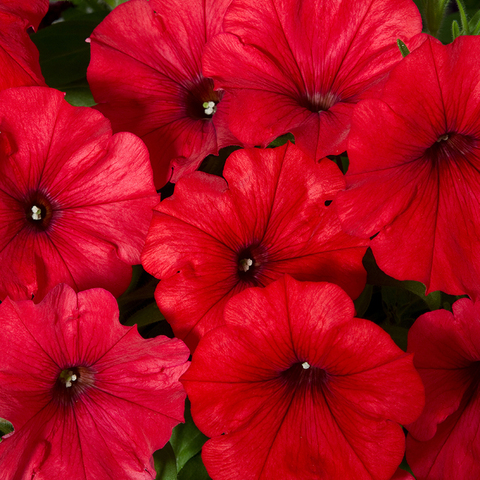 32409 Петуния PERFECTUNIA BINGO MAGMA RED (ОСЕНЬ 2025)