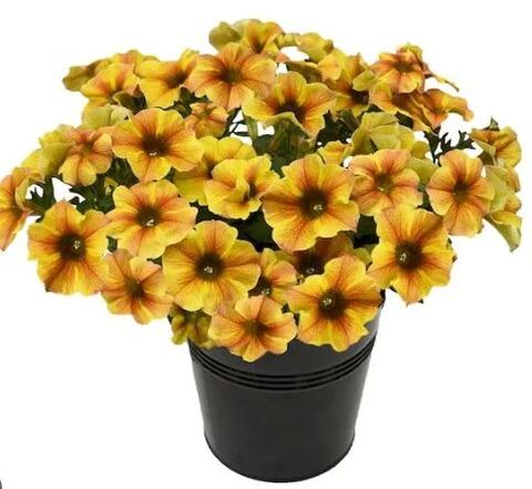 Петуния Beautical Caramel Yellow
