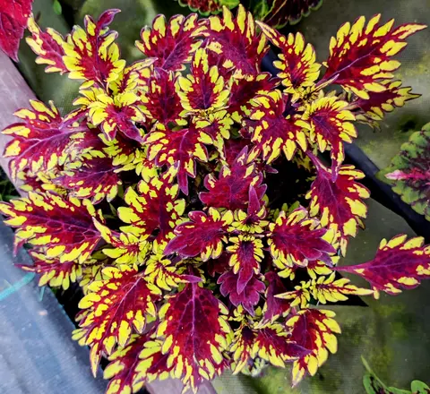 Maverick ES колеус
