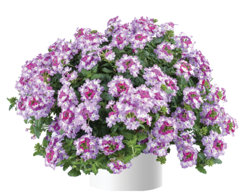 1554 Вербена VANESSA Bicolor Purple (Весна 2026)