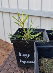 Teofrast Кедр корейский pinus koraiensis