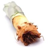 Sansevieria Moonshine черенок для укоренения