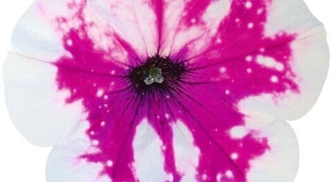 32477 Петуния ALPETUNIA PURPLE WHITE SKY (ОСЕНЬ 2025)
