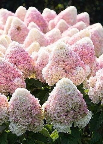 Гортензия метельчатая САММЕ ЛАВ (Hydrangea paniculata «Summer Love») (ЗКС)