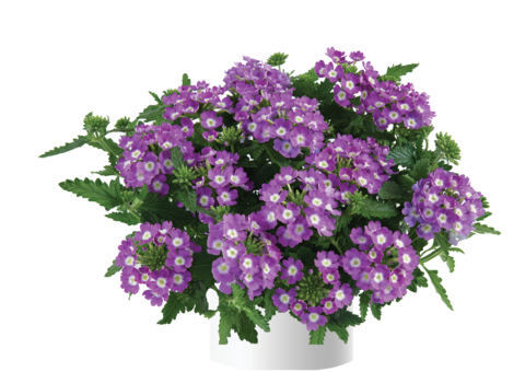 1561 Вербена VANESSA COMPACT Optik Lavender (Весна 2026)