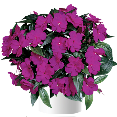 1137 Бальзамин НГ HARMONY DARK VIOLET (ОСЕНЬ 2025)