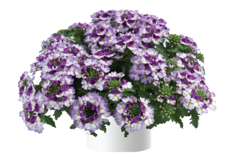 1555 Вербена VANESSA COMPACT Bicolor Purple (Весна 2026)