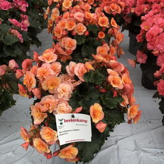1205 Бегония BK COLLECTION ESMAY PEACH (ОСЕНЬ 2025)