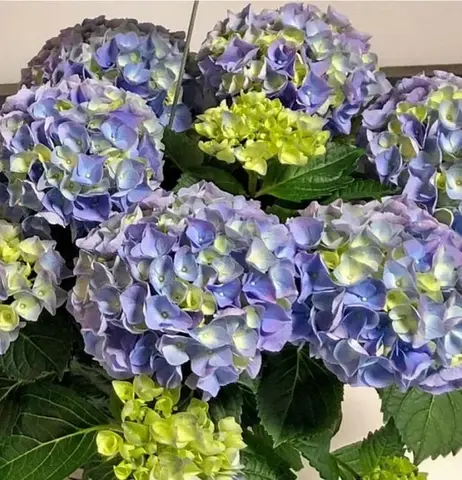 3х летняя Гортензия (горшок 10 литров) крупнолистовая ХАЙ РИВЕ (Hydrangea macrophylla 