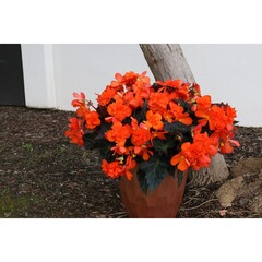 1215 Бегония ICONIA PORTOFINO ORANGE (ОСЕНЬ 2025)