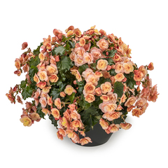 1205 Бегония BK COLLECTION ESMAY PEACH (ОСЕНЬ 2025)