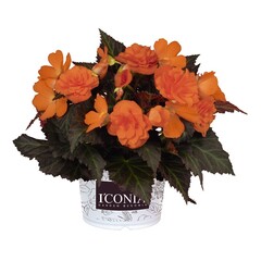 1215 Бегония ICONIA PORTOFINO ORANGE (ОСЕНЬ 2025)