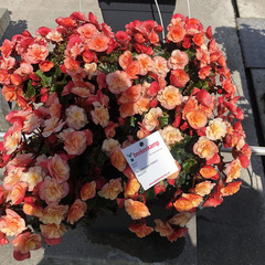 1205 Бегония BK COLLECTION ESMAY PEACH (ОСЕНЬ 2025)