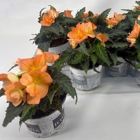 1274 Бегония I'CONIA FIRST KISS SOFT ORANGE (ОСЕНЬ 2025)