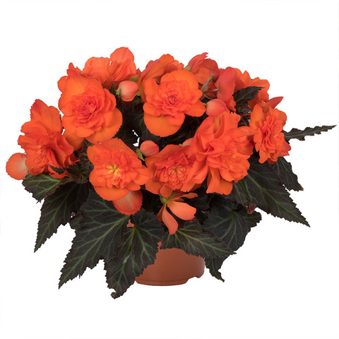 1275 Бегония I'CONIA PORTOFINO DARK ORANGE (ОСЕНЬ 2025)