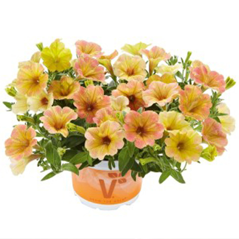 32434 Петуния FORTADO SPECIAL MANGO (ОСЕНЬ 2025)