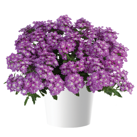 1567 Вербена VANESSA Optik Grape (Весна 2026)