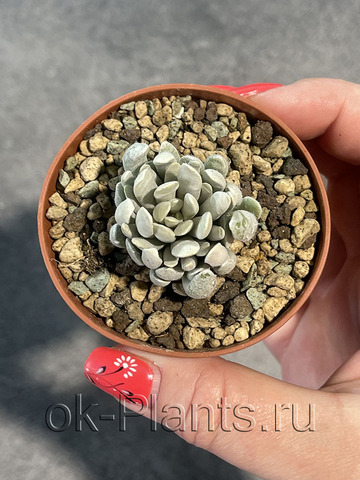 Сенецио Скапосус
