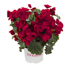 1206 Бегония BK COLLECTION VERMILLION RED (ОСЕНЬ 2025)
