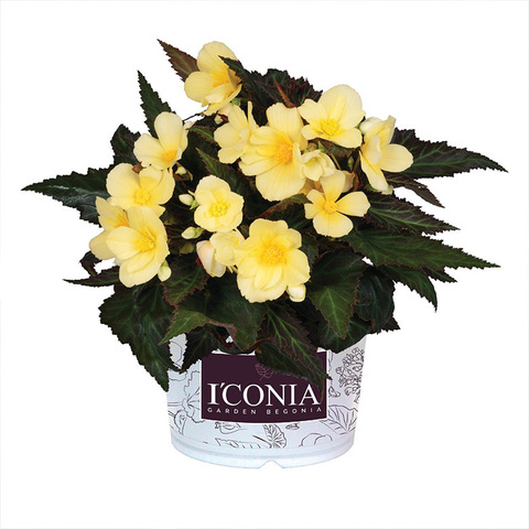 1266 Бегония ICONIA UPRIGHT SUNSHINE  (ОСЕНЬ 2025)