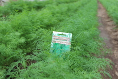 Семена Укроп Владыка, Premium seeds, 1 гр