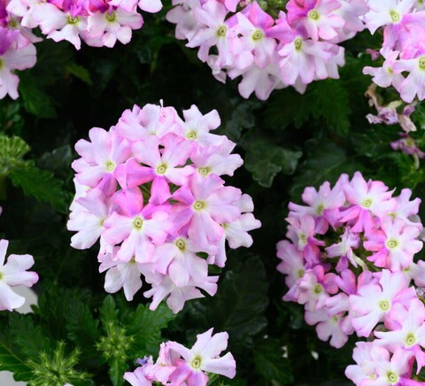 15102 Вербена VANESSA Bic. Light Pink (Весна 2026)
