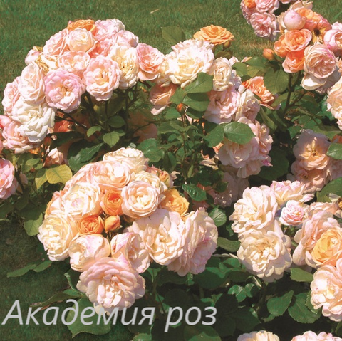 Бордюр Накрэ (Bordure Nacree)