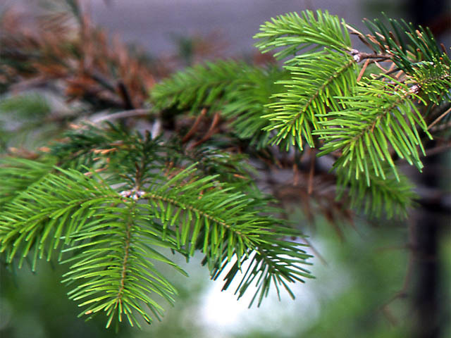 Семена Пихта Сахалинская Abies sachalinensis