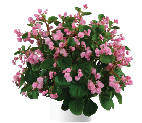 1276 Бегония PASO DOBLE CANDY PINK (ОСЕНЬ 2025)