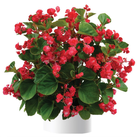 1277 Бегония PASO DOBLE CHERRY RED (ОСЕНЬ 2025)