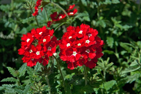 1544 Вербена BLUES RED  (ОСЕНЬ 2025)