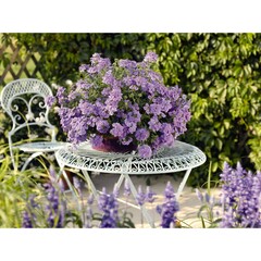 1506 Вербена EMPRESS FLAIR LAVENDER BLUE (ОСЕНЬ 2025)