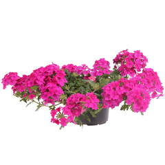 1529 Вербена MAGELANA HOT ROSE            (ОСЕНЬ 2025)