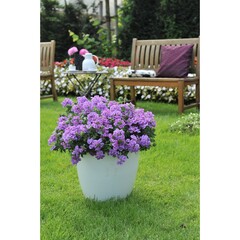 1506 Вербена EMPRESS FLAIR LAVENDER BLUE (ОСЕНЬ 2025)