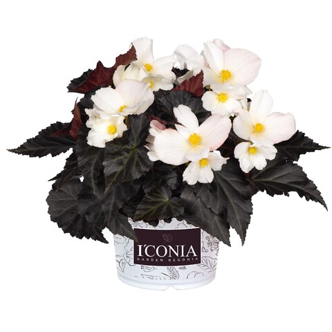 1218 Бегония ICONIA UPRIGHT WHITE (ОСЕНЬ 2025)