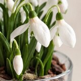 Подснежники из холодного фарфора ручной работы — фото 2