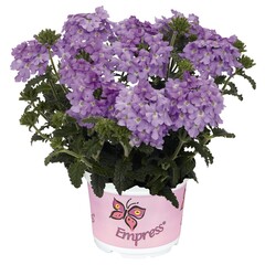 1506 Вербена EMPRESS FLAIR LAVENDER BLUE (ОСЕНЬ 2025)