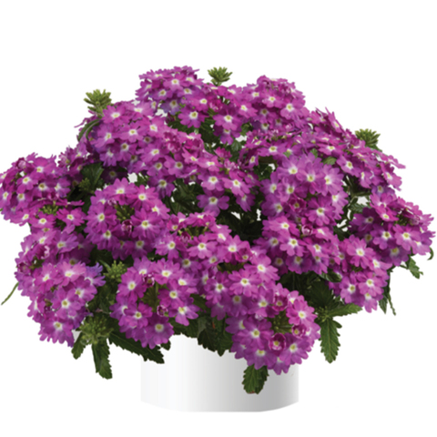1564 Вербена VANESSA COMPACT Violet (Весна 2026)