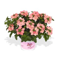 1582 Вербена EMPRESS FLAIR PEACH (ОСЕНЬ 2025)