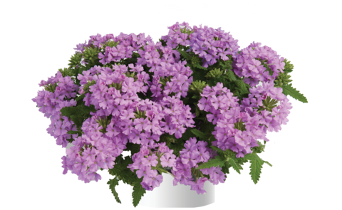 1558 Вербена VANESSA COM. LAVENDER (ОСЕНЬ 2025)