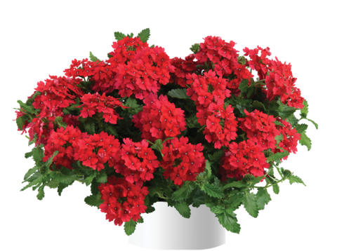 1569 Вербена VANESSA Red (Весна 2026)