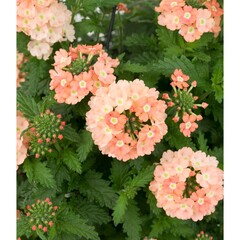 1582 Вербена EMPRESS FLAIR PEACH (ОСЕНЬ 2025)