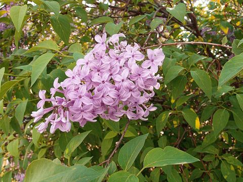 Сирень широколистная (ранняя)