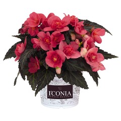 1210 Бегония ICONIA FIRST KISS HOT PINK (ОСЕНЬ 2025)